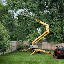 Best Tree Disease Treatment  in Jonesborough, TN