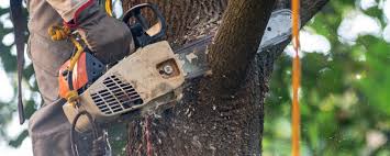 Best Hazardous Tree Removal  in Jonesborough, TN