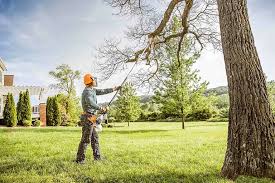 Best Tree Removal  in Jonesborough, TN