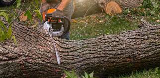 Best Artificial Turf Installation  in Jonesborough, TN