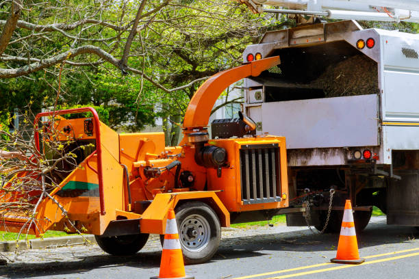 Best Tree Disease Treatment  in Jonesborough, TN